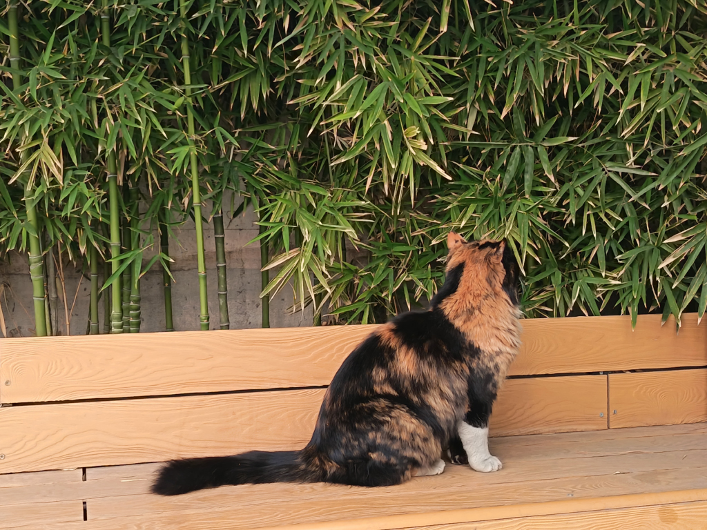 نمونه گرفته شده با دوربین اصلی گوشی Honor 400 Lite