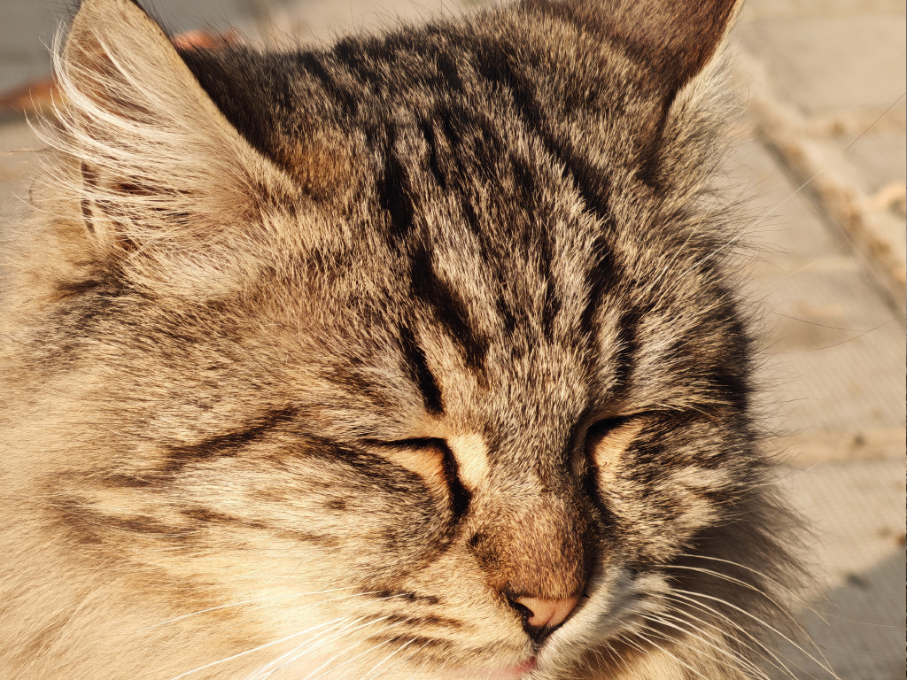 نمونه گرفته شده در حالت پرتره در نور روز