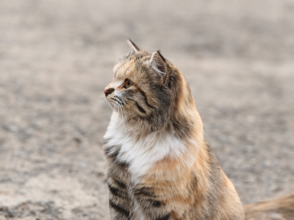 عکاسی پرتره با گوشی شیائومی ۱۵ تی پرو