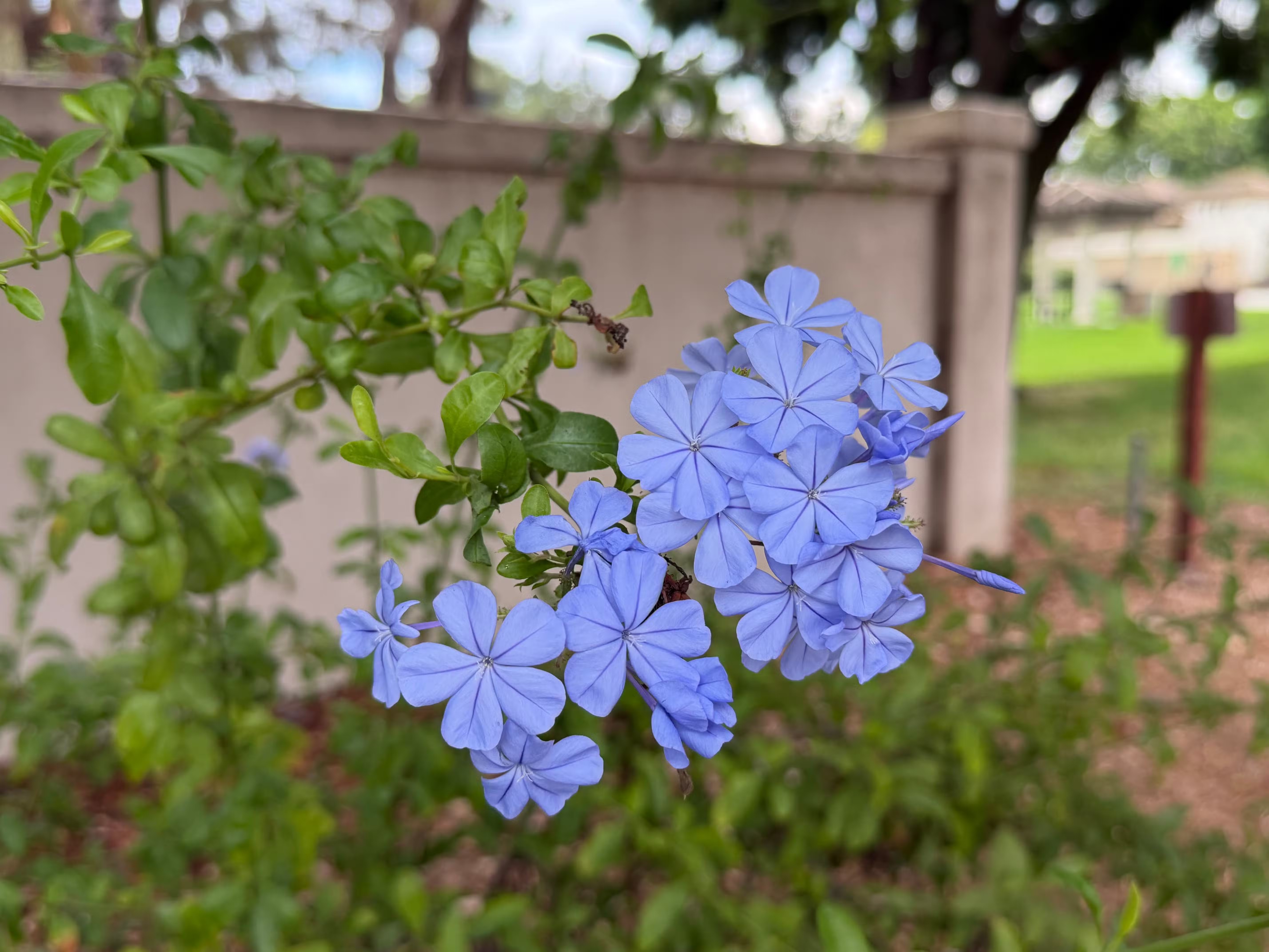 نمونه عکس آیفون ۱۷ پرو