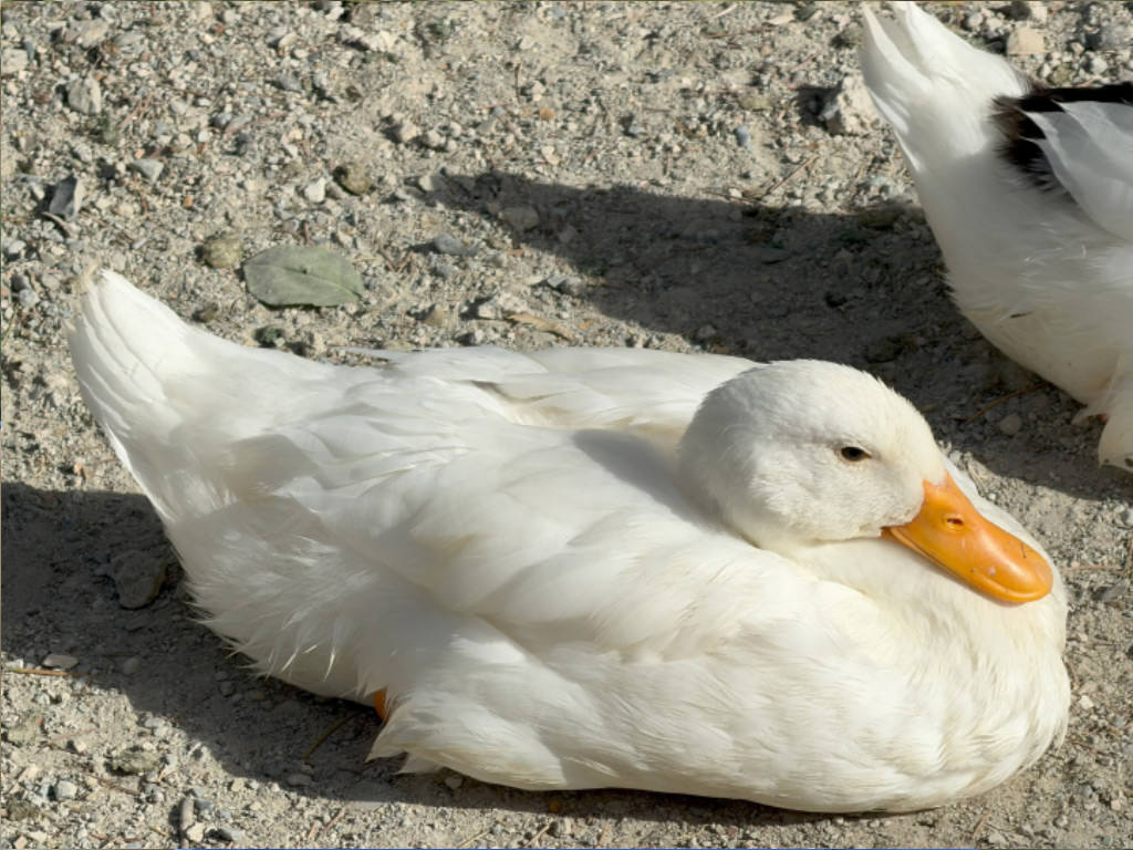 عکس گرفته شده با دوربین تلهفوتو آیفون ۱۷ پرو