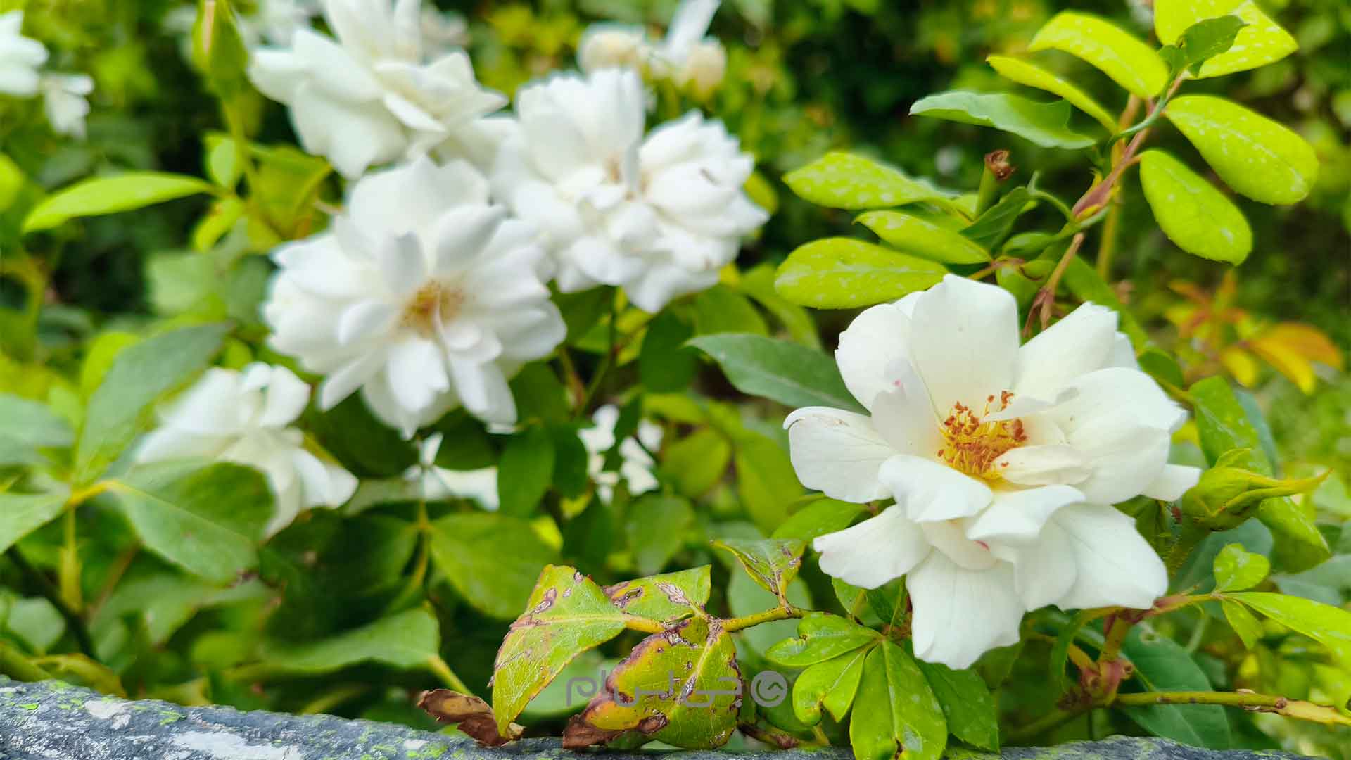 نمونه تصویر ۴ دوربین اصلی پوکو ایکس ۷ پرو