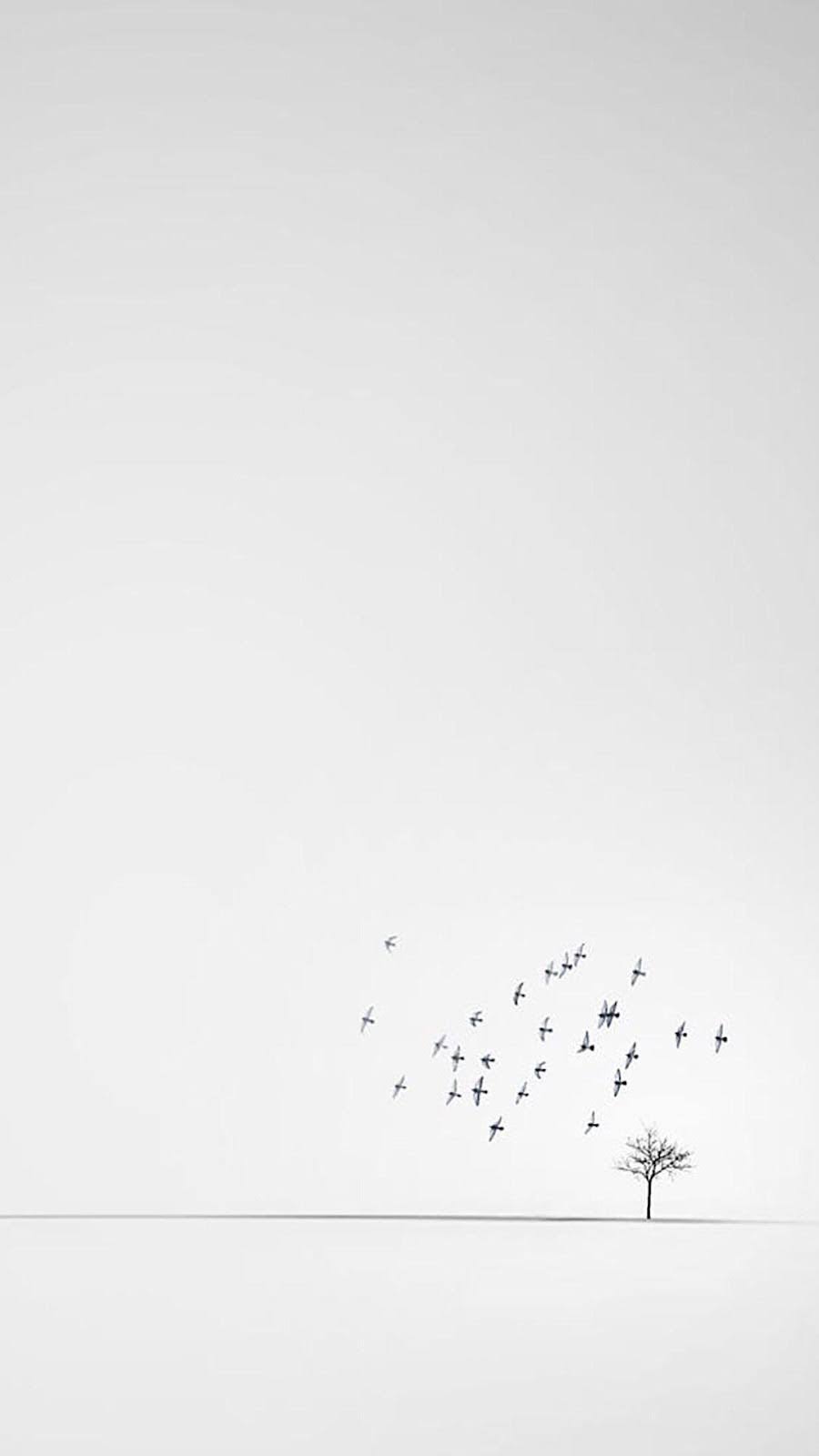 والپیپر پرواز پرنده